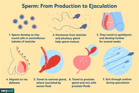 sperma girls|Female ejaculation comes in two forms, scientists find